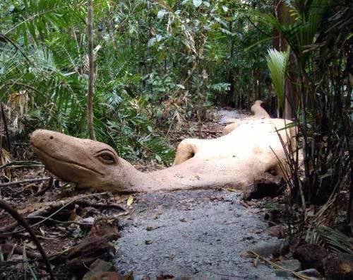 Rainforest Hideaway Cape Tribulation Exterior foto