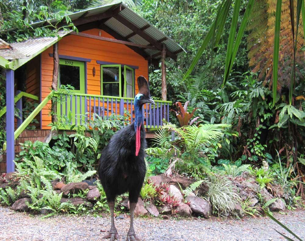 Rainforest Hideaway Cape Tribulation Exterior foto